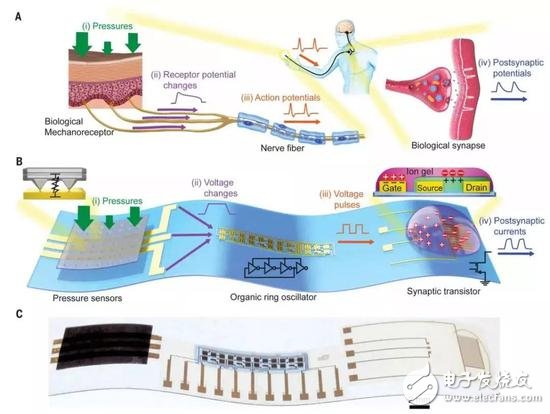 人造感覺神經(jīng)：以類似于生物神經(jīng)的方式發(fā)揮作用，實(shí)現(xiàn)“機(jī)器觸覺”的一大進(jìn)步